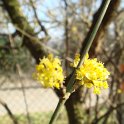 Cornus mas f.sphaerocarpa fleur P1E
